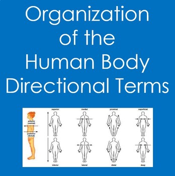 Preview of Directional Terms Worksheet (Anatomy, Biology, Health Sciences, Organization)