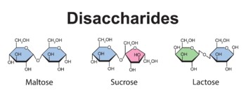 Preview of Disaccharides Types. Maltose, Sucrose And Lactose.