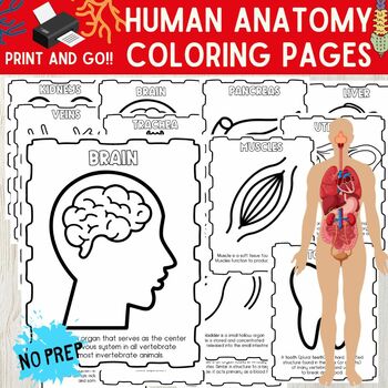 Discover Human Anatomy with Informative Coloring Pages by Printed 4 You