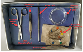 Preview of Dissection Tray Layout Image