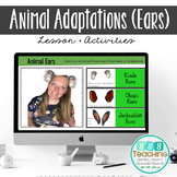 Distance Learning Animal Adaptations - Ears - Project, Les