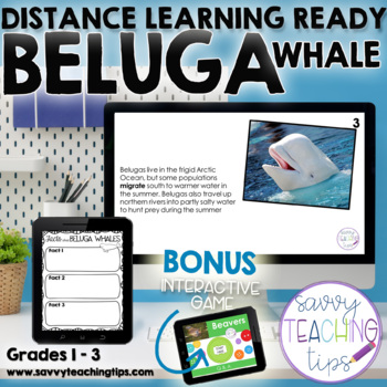 Preview of Distance Learning Animal Research  the BELUGA WHALE