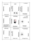Distance Learning :: Cell Cycle and Mitosis Puzzle {freebie}