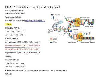 Preview of Distance Learning: DNA Replication Semi-Conservative Worksheet with Key