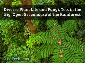 Preview of Rainforest Plant Biodiversity, Reproduction, Fungi, & Decomposition – Unit eBook