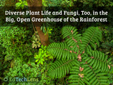 Rainforest Plant Biodiversity, Reproduction, Fungi, & Deco