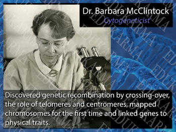 Preview of Diverse Scientists Printable 12" x 16" Poster - Dr. Barbara McClintock