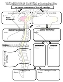 Divisions of the Nervous System