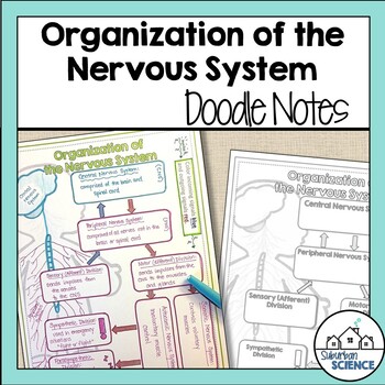 Divisions of the Nervous System Illustrated Notes by Gnature with Gnat