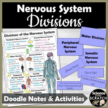 Preview of Divisions of the Nervous System Doodle Notes, Worksheet, and Activity