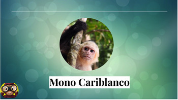 Preview of Do you love monkeys? Travel to Costa Rica and learn about 4 species of monkeys
