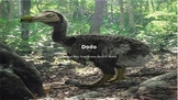 Dodo Bird - Extinct - Power Point facts history informatio