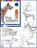 Dog Anatomy Coloring Sheets | A Great Resource for Vets in