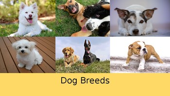 Preview of Dog Breeds Lesson