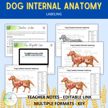 Preview of Dog Internal Anatomy - Labeling Activity