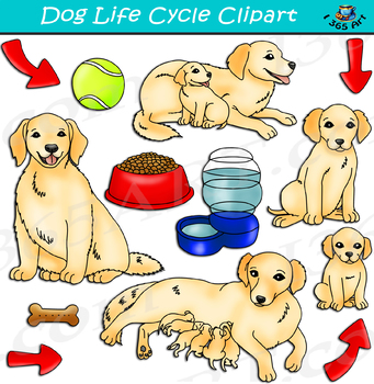 Preview of Dog Life Cycle Clipart