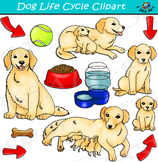 Dog Life Cycle Clipart