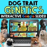 Dog Traits Genetics! Punnett Squares! Google Slides! Dista