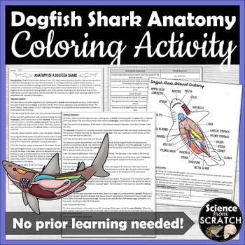 Preview of Dogfish Shark Anatomy Coloring Activity | Chondrichthyes | Dissection Review