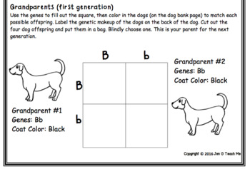 Preview of Doggy Genetics - Hereditary Genetics Activity