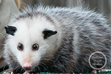 Dollar Stock Photo 144 Opossum