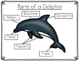 Dolphin Anatomy Labeling-Parts of a Dolphin