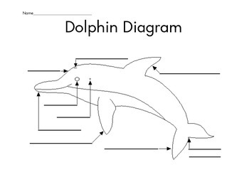 Dolphin Diagram and Lined Graphic Organizer by Emily Jo | TpT