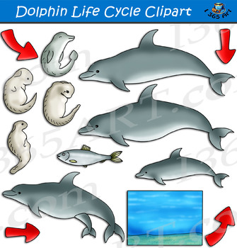 Preview of Dolphin Life Cycle Clipart