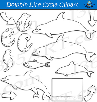 dolphin life cycle facts