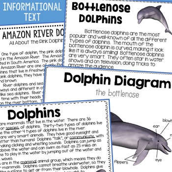 Dolphins | Marine Mammals by The Rocket Resource | TpT