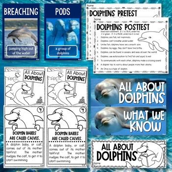 Dolphin Science Unit for Young Learners by Cara's Creative Playground