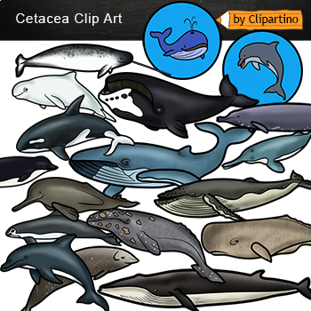 Preview of Dolphins and Whales Clip Art Commercial use/ Whale Types Clip Art 