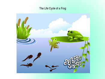 frog cycle review