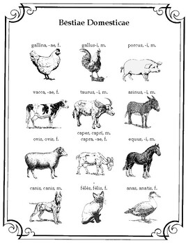 Preview of Domestic Animals - Latin Vocabulary