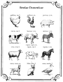 Domestic Animals - Latin Vocabulary