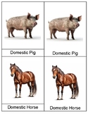 Domesticated Animals 3-Part Cards