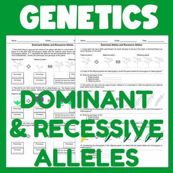 Preview of Dominant and Recessive Alleles (Genetics and Mendel's Laws) - Biology Worksheet