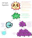 Doodle Map: Cell Cycle Regulation and Cancerous Cells - Di