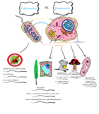 Doodle Map: Types of Cells