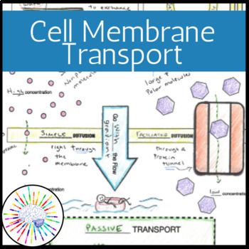 Preview of Doodle Notes: Cell Membrane Transport (Passive & Active Transport) & Homeostasis