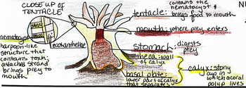 Preview of Doodle Notes Cnidaria Coral AICE