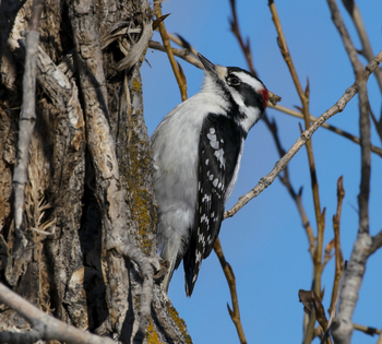 Preview of Downy Woodpecker (Picoides pubescens) stock photo