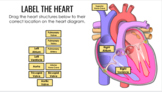 Drag and Drop Digital Activity: Heart Anatomy