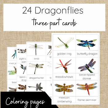 Preview of Types of Dragonflies 