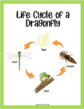 Dragonfly Life Cycle by Sarah Lyn Gay | TPT