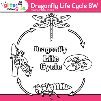 Dragonfly Life Cycle Clip Art: Insect and Bug Graphics B&W ...