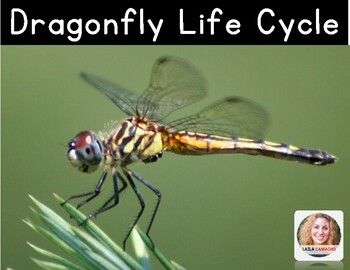 Dragonfly Life Cycle and Ecosystem by Laila Camacho | TpT