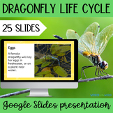 Dragonfly insect life cycle Google Slides slide show presentation