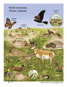 Draw a North American Prairie Habitat Bundle for Posters, Murals, Diagrams