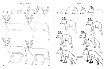 Drawing North American Wildlife - A step by step guide